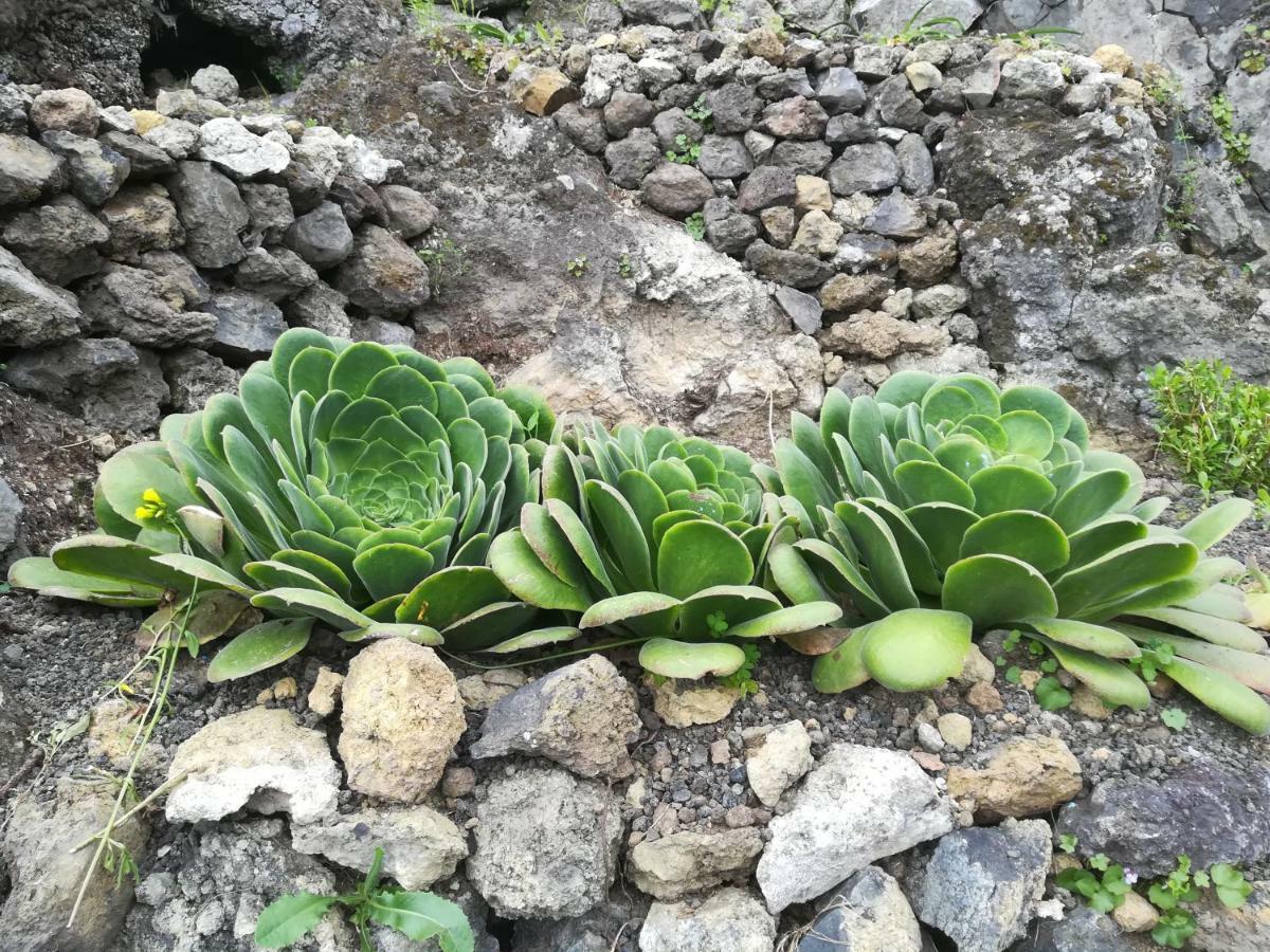 Casas Rurales Los Guinderos Icod De Los Vinos Dış mekan fotoğraf